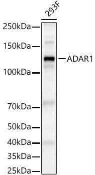 ADAR Antibody