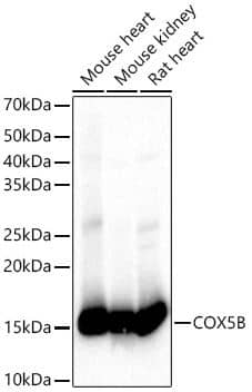 COX5b Antibody