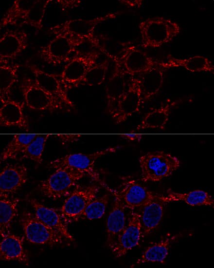 ATP5A Antibody - BSA Free