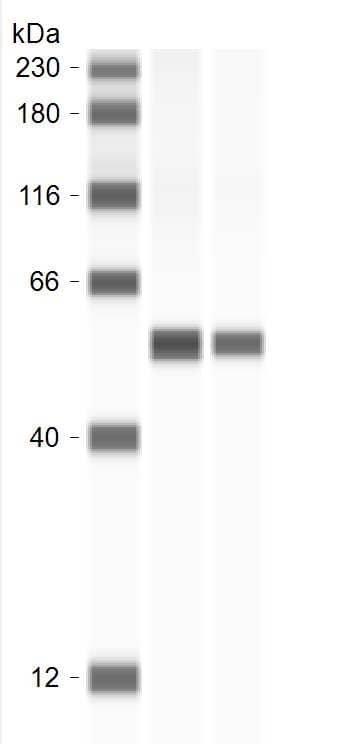 ATP5A Antibody