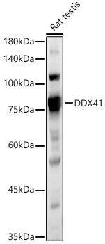 DDX41 Antibody