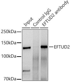 EFTUD2 Antibody - BSA Free