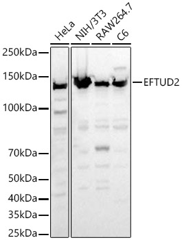 EFTUD2 Antibody - BSA Free