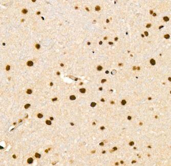 EFTUD2 Antibody - BSA Free