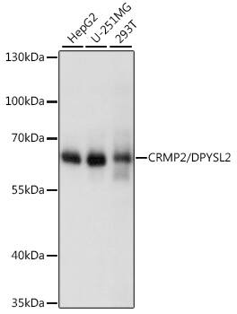 CRMP2 Antibody - Azide and BSA Free