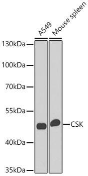 CSK Antibody - BSA Free
