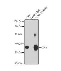 Cdk6 Antibody - Azide and BSA Free