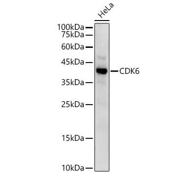 Cdk6 Antibody - Azide and BSA Free