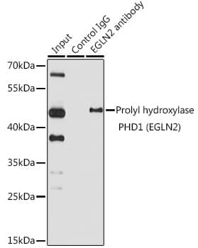 EGLN2/PHD1 Antibody - BSA Free