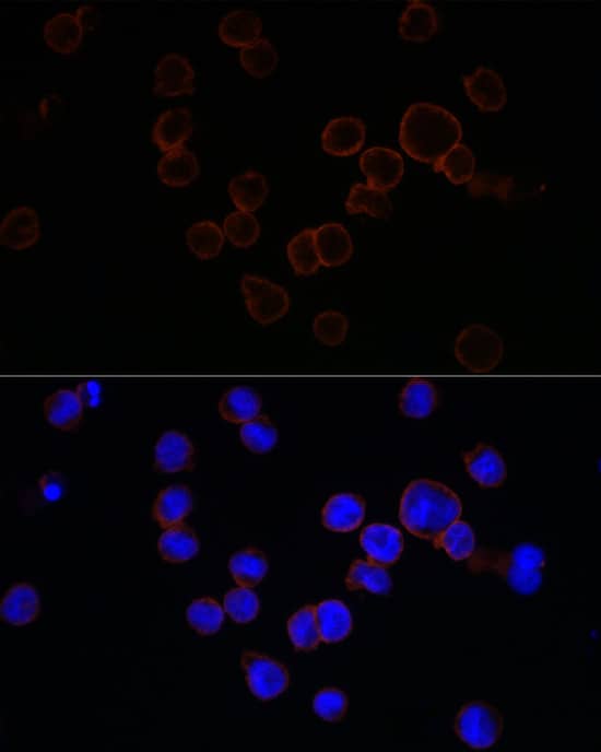 CD11b Antibody - Azide and BSA Free
