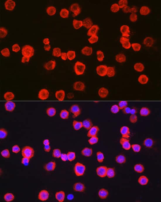 CD11b Antibody - Azide and BSA Free