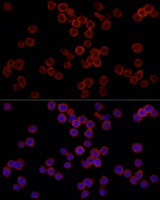 CD11b Antibody - Azide and BSA Free