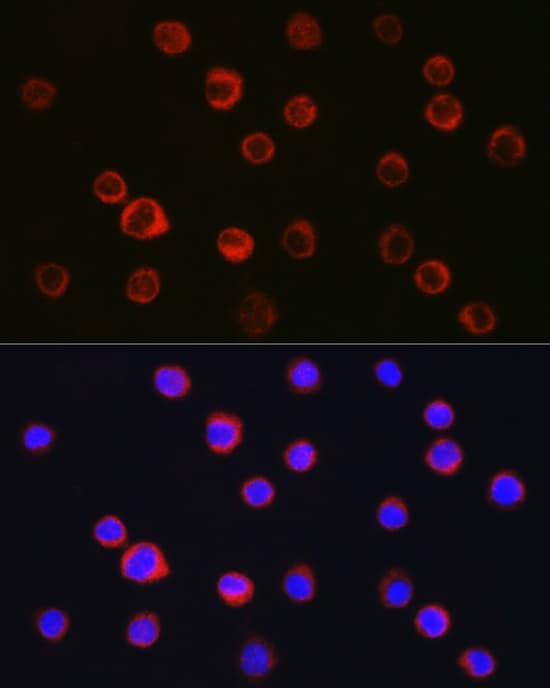 CD11b Antibody - Azide and BSA Free