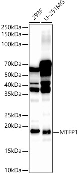 MTP18 Antibody - BSA Free
