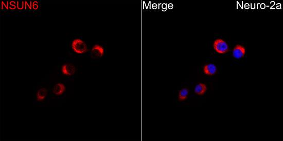 NSUN6 Antibody - BSA Free