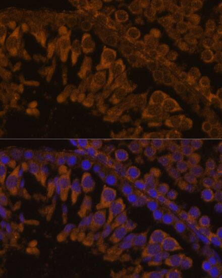 ZPBP Antibody - Azide and BSA Free