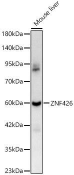ZNF426 Antibody - Azide and BSA Free