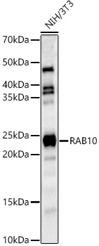 RAB10 Antibody - BSA Free
