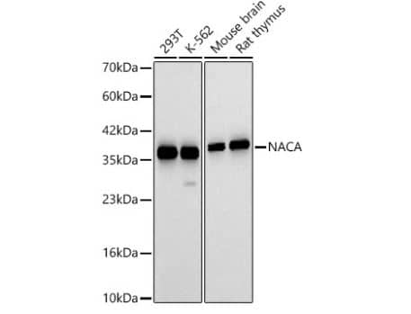 NACA1 Antibody - Azide and BSA Free