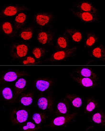 TEAD3 Antibody - BSA Free