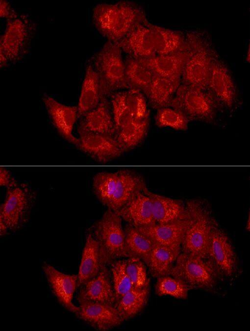 TIMM23 Antibody