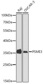 PA28 Activator gamma Subunit/PSME3 Antibody - Azide and BSA Free