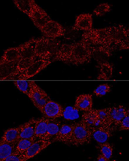 RPL21 Antibody - Azide and BSA Free