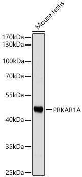 Protein Kinase A regulatory subunit I alpha Antibody - Azide and BSA Free