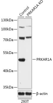 Protein Kinase A regulatory subunit I alpha Antibody - Azide and BSA Free