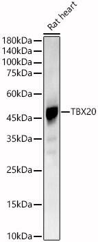 TBX20 Antibody - Azide and BSA Free