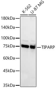 PARP7 Antibody - Azide and BSA Free