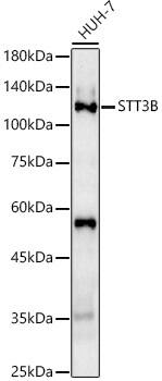 STT3B Antibody - Azide and BSA Free