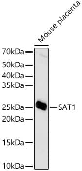 SAT1 Antibody - Azide and BSA Free