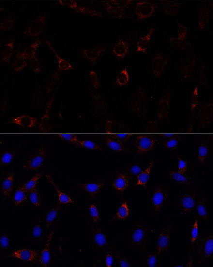 ZNF179 Antibody - Azide and BSA Free