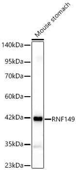 RNF149 Antibody - Azide and BSA Free