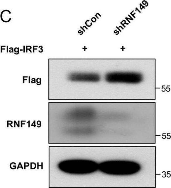 RNF149 Antibody - Azide and BSA Free