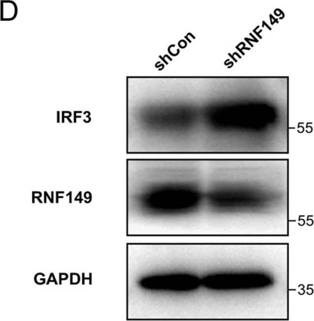 RNF149 Antibody - Azide and BSA Free