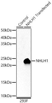 NHLH1 Antibody - Azide and BSA Free