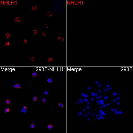 NHLH1 Antibody - Azide and BSA Free