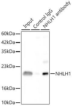 NHLH1 Antibody - Azide and BSA Free