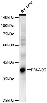 PKA C-gamma Antibody - Azide and BSA Free
