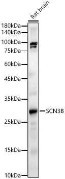 SCN3B Antibody - BSA Free
