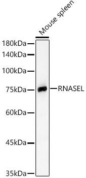 RNase L Antibody - BSA Free