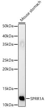 SPRR1A Antibody