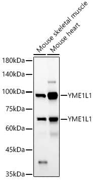 YME1L1 Antibody