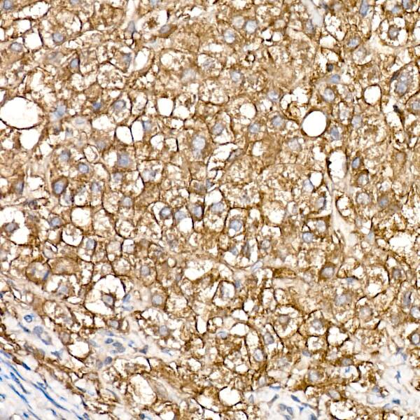 SLC39A14 Antibody - Azide and BSA Free
