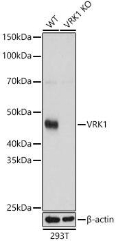 VRK1 Antibody - BSA Free