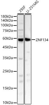 ZNF134 Antibody - Azide and BSA Free