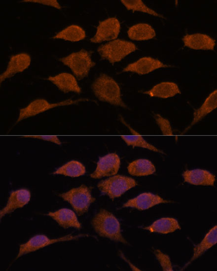 USP19 Antibody - Azide and BSA Free