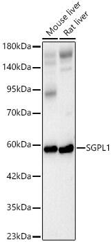 SGPL1 Antibody - Azide and BSA Free